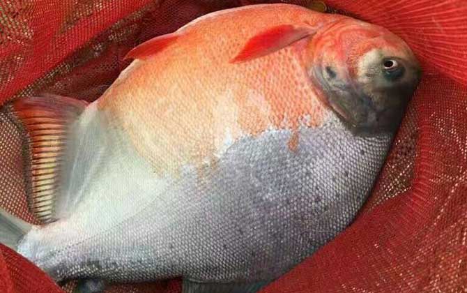淡水红鲳是什么鱼？