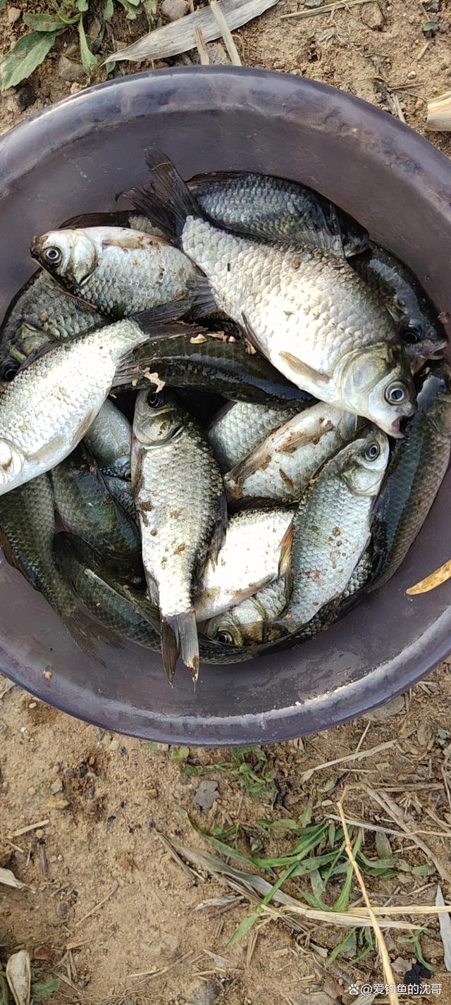 双铅钓法可以抗走水和避开小杂鱼