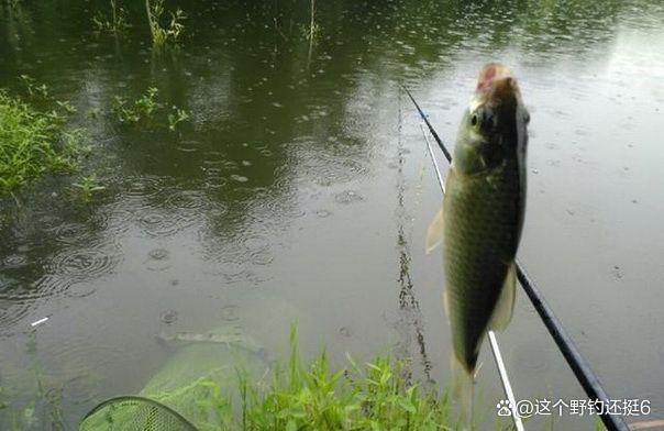 雨后鱼口真的会变好吗？雨天如何作钓？钓深与钓浅哪个效果好？