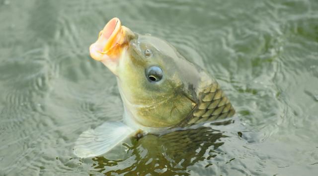 用玉米钓鲤鱼，掌握两个方法一个技巧，轻松钓大鱼
