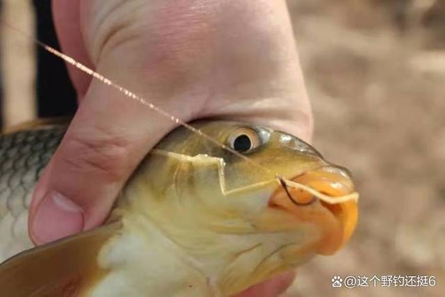 野钓鲤鱼你会用多大的鱼钩？切线跑鱼频频脱钩，多则就是钩用小了