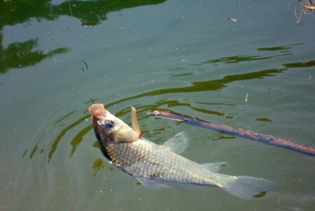 在酷暑的天气里钓鱼，注意使用这5个技巧，比以往渔获还多