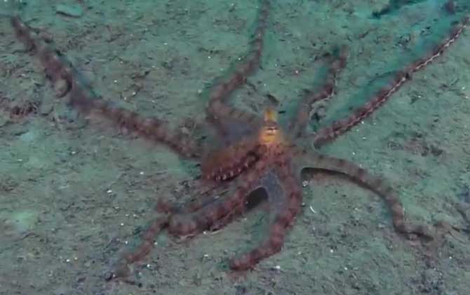 拟态章鱼是什么动物？