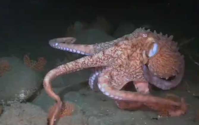 世界上最大的章鱼是什么章鱼？