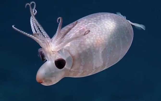 小猪章鱼是什么动物？