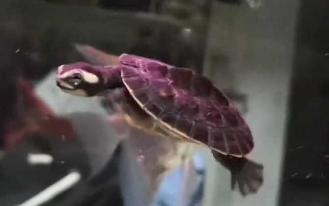 圆澳龟能长多大？